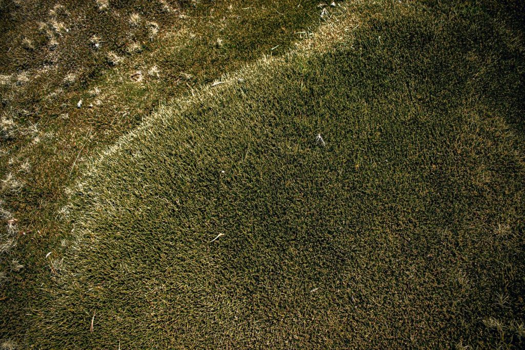 Brown patch fungal disease on lawn