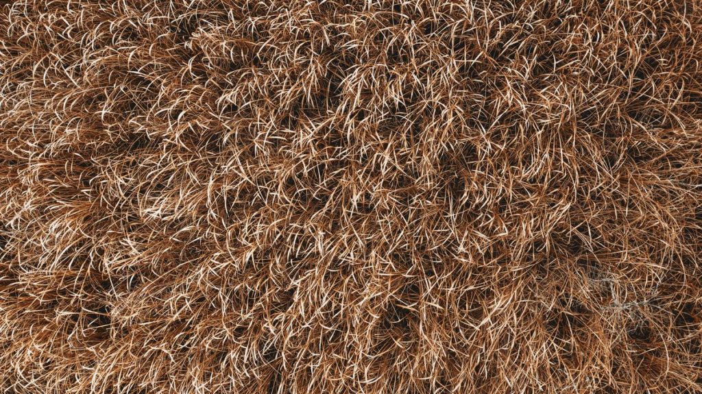 Drought stressed dead lawn