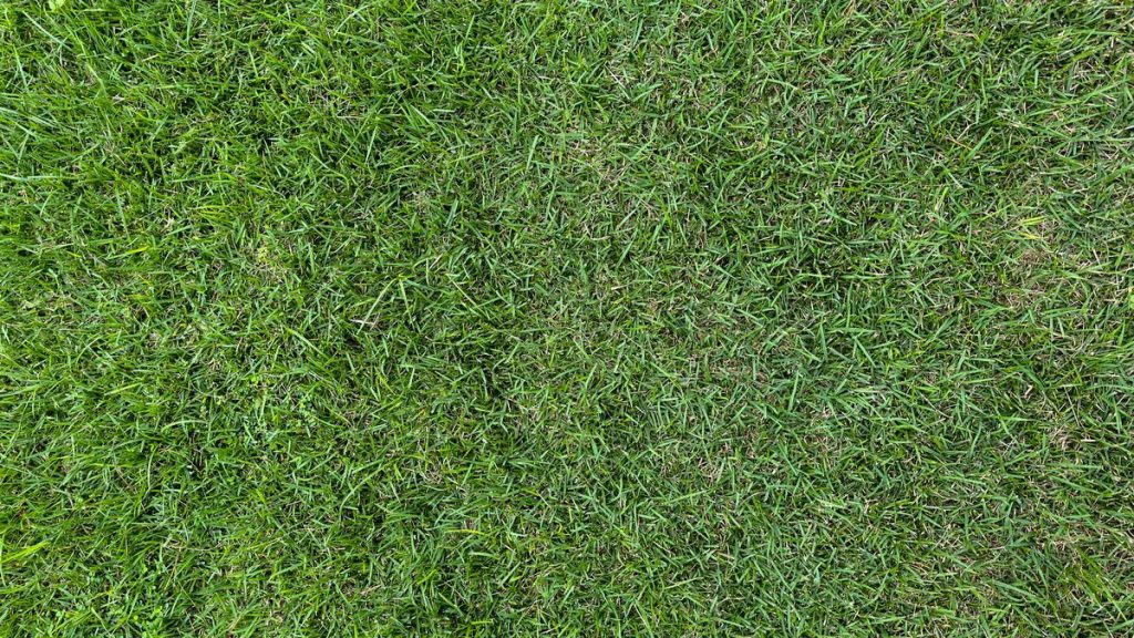 Lawn with nutrient deficiency patchy growth