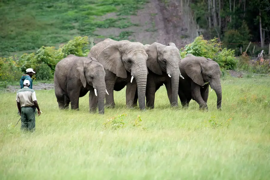 African Wildlife