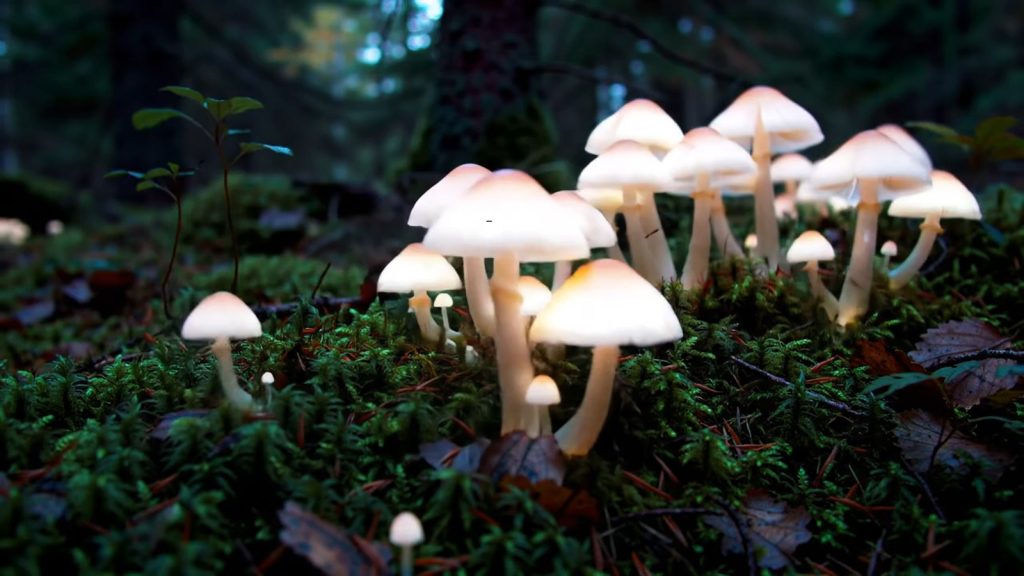 Forest Mushroom